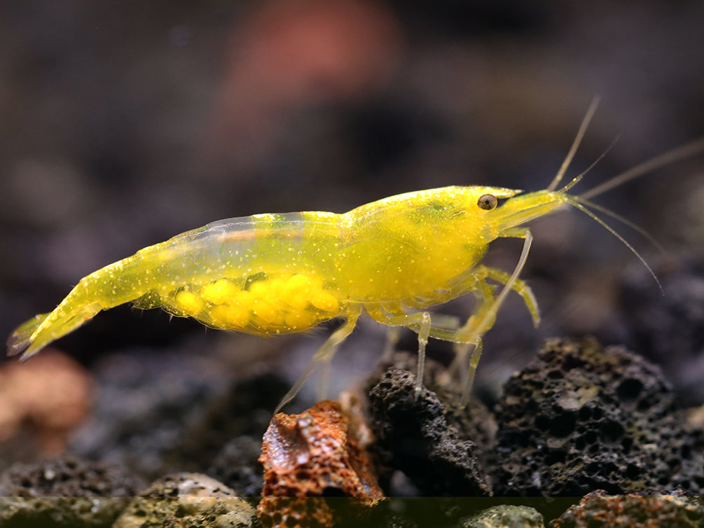 Yellow Cherry Shrimp (Neocaridina davidi) - Bred by Aquatic Arts