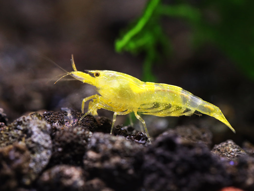 Yellow Cherry Shrimp (Neocaridina davidi) - Bred by Aquatic Arts