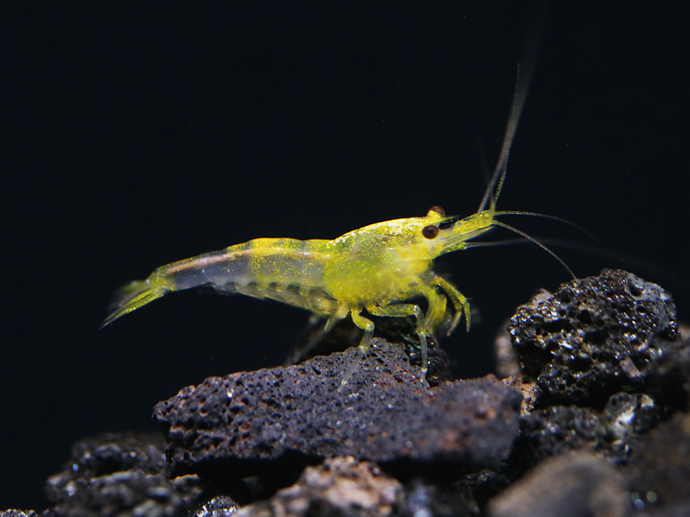 Yellow Cherry Shrimp (Neocaridina davidi) - Bred by Aquatic Arts