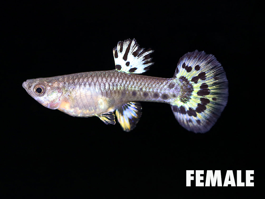 Yellow Leopard Guppy (Poecilia reticulata) – Tank Bred