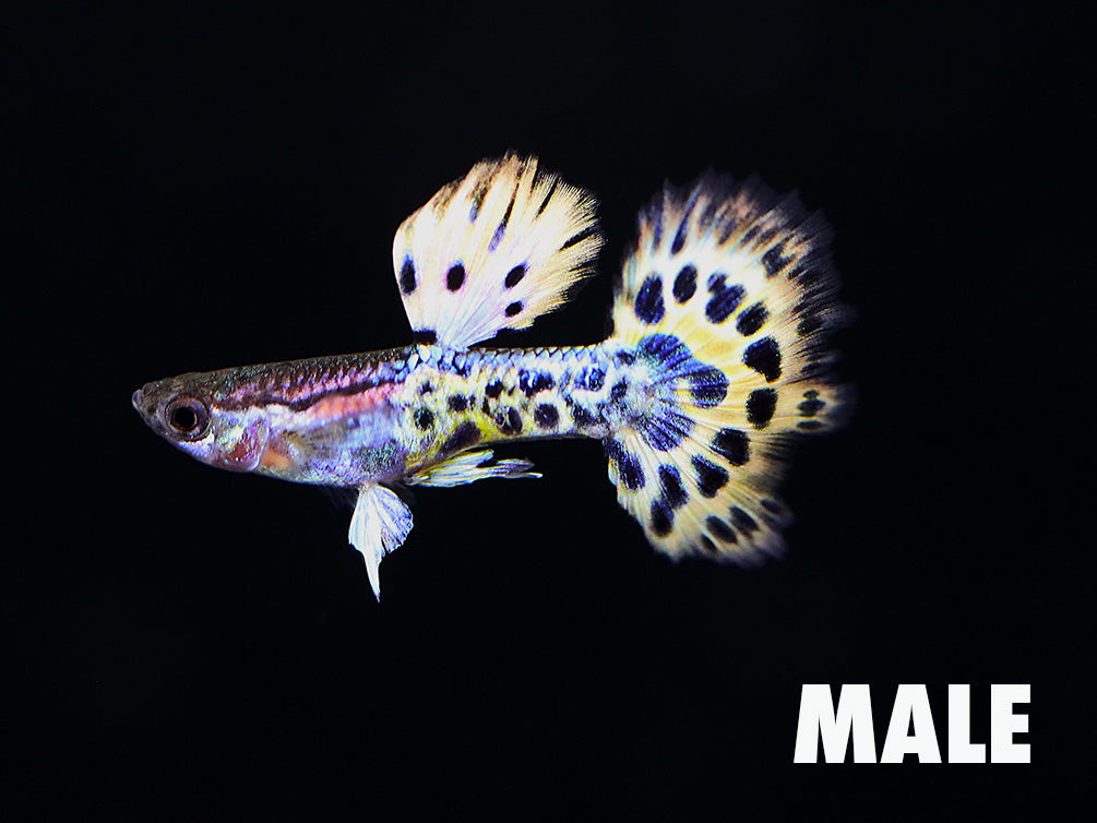 Yellow Leopard Guppy (Poecilia reticulata) – Tank Bred