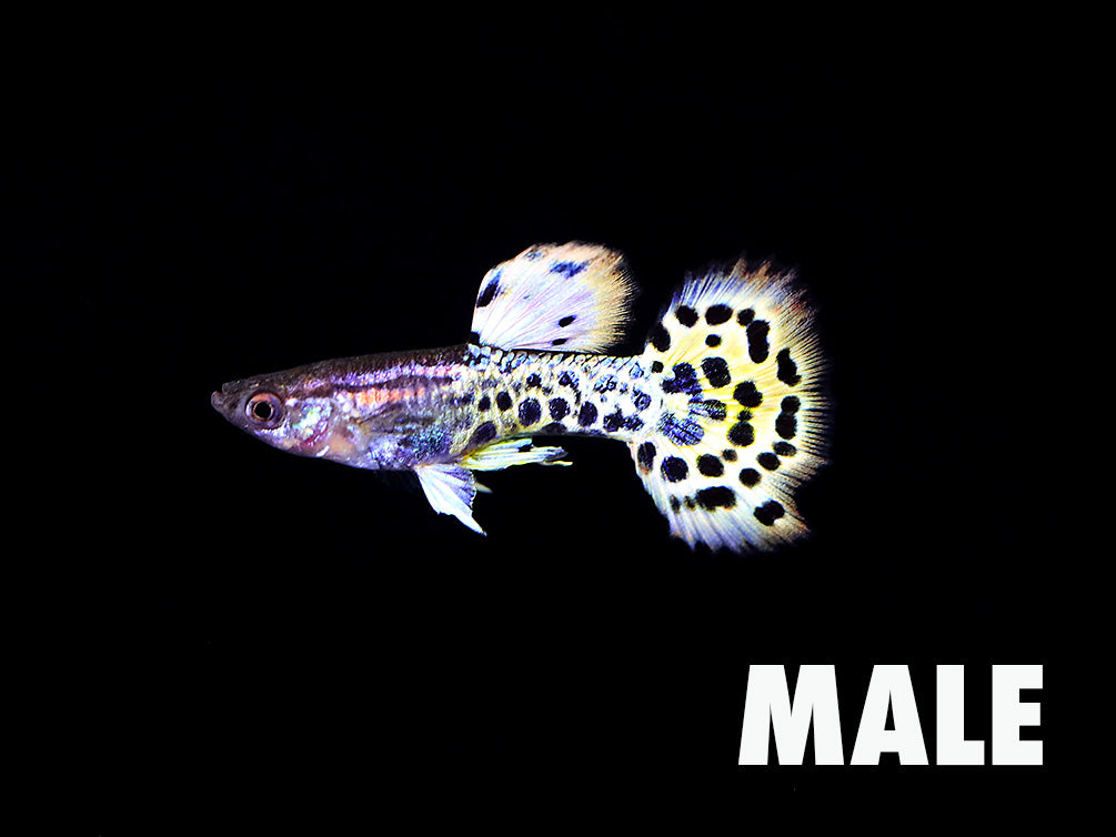 Yellow Leopard Guppy (Poecilia reticulata) – Tank Bred