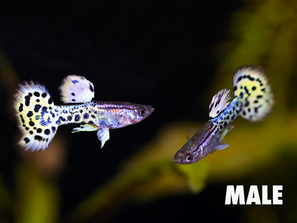 Yellow Leopard Guppy (Poecilia reticulata) – Tank Bred