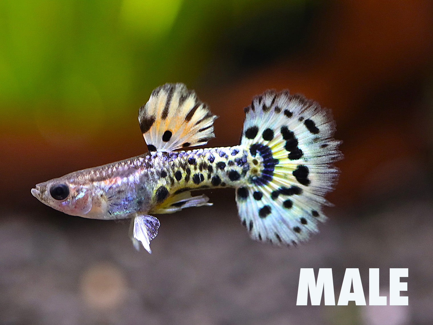 Yellow Leopard Guppy (Poecilia reticulata) tank bred freshwater aquarium fish