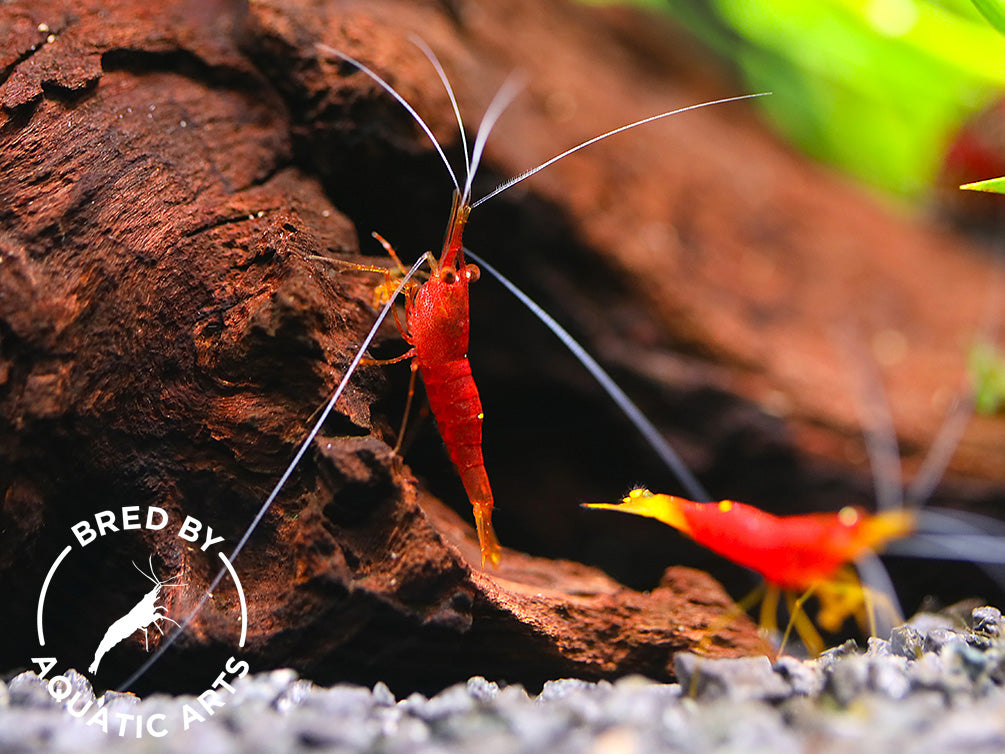 Yellow Nose Sulawesi Shrimp (Caridina sp.) – Bred by Aquatic Arts
