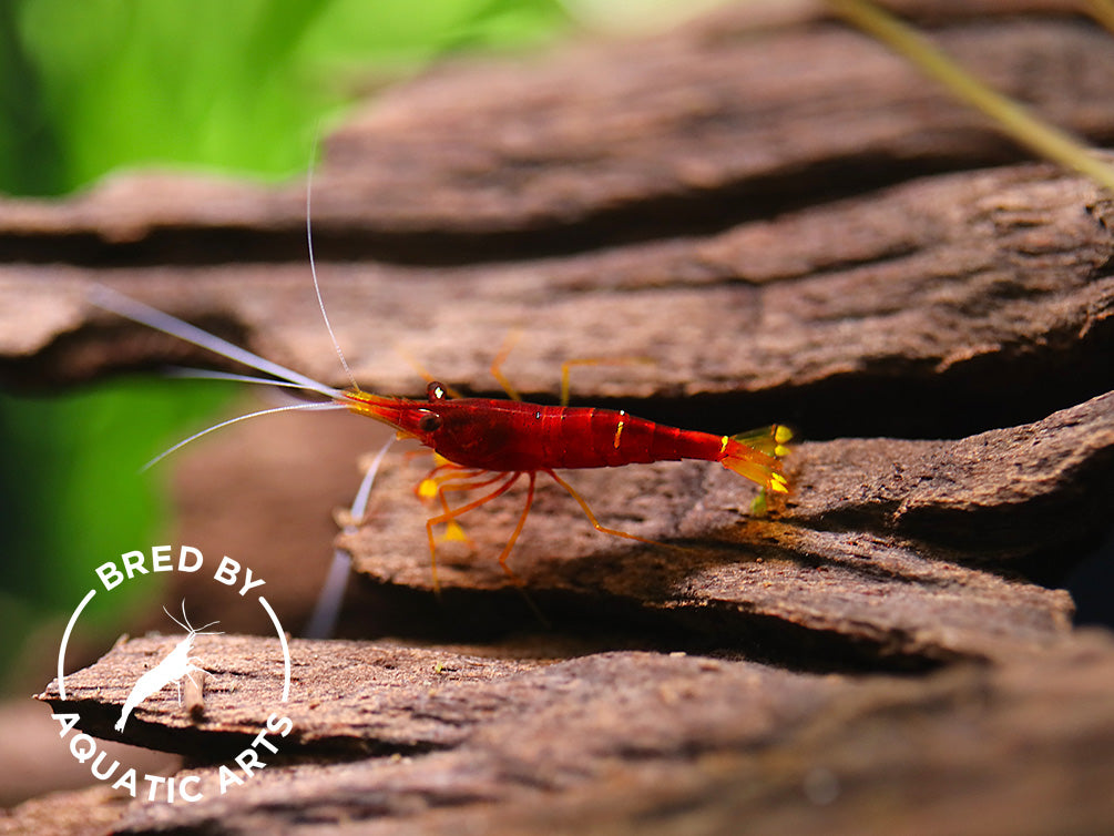 Yellow Nose Sulawesi Shrimp (Caridina sp.) – Bred by Aquatic Arts