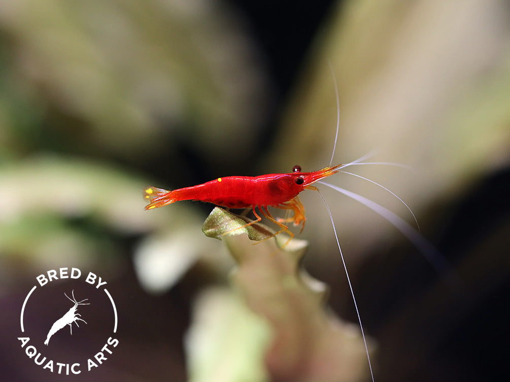 Yellow Nose Sulawesi Shrimp (Caridina sp.) – Bred by Aquatic Arts