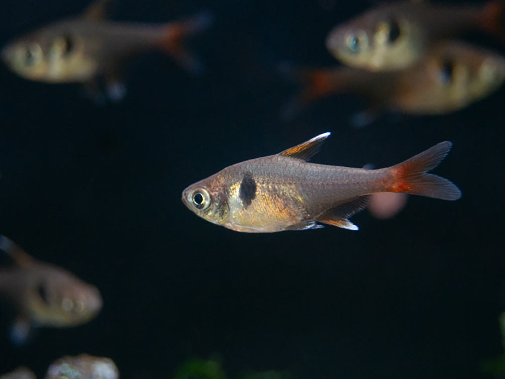 Yellow Phantom Tetra (Hyphessobrycon roseus) - Tank Bred