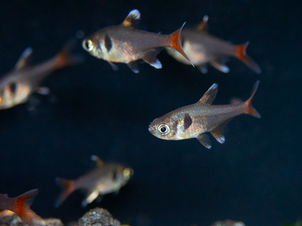 Yellow Phantom Tetra (Hyphessobrycon roseus) - Tank Bred