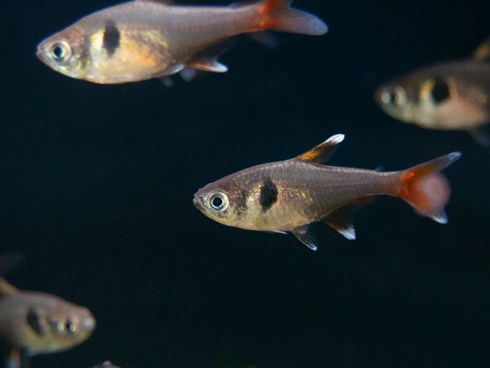 Yellow Phantom Tetra (Hyphessobrycon roseus) - Tank Bred