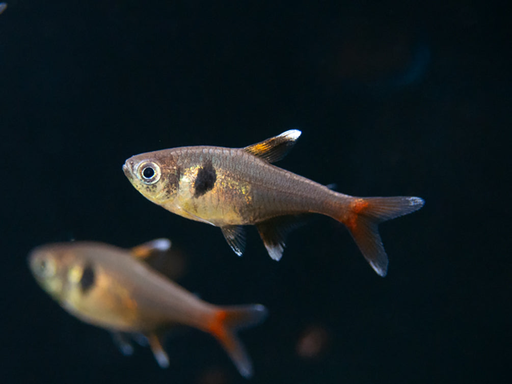 Yellow Phantom Tetra (Hyphessobrycon roseus) - Tank Bred