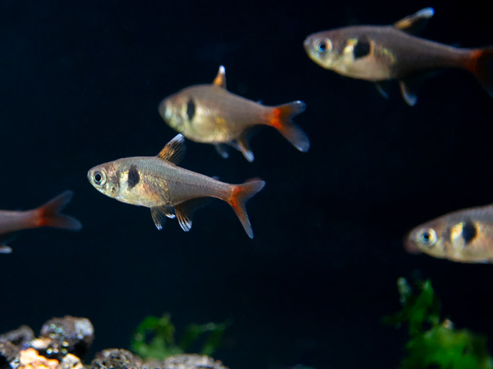 Yellow Phantom Tetra (Hyphessobrycon roseus) - Tank Bred