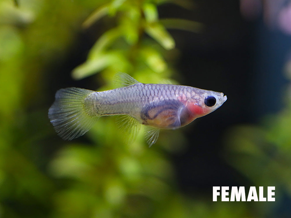 Yellow Short Body Glass Belly Guppy (Poecilia reticulata) – Tank Bred