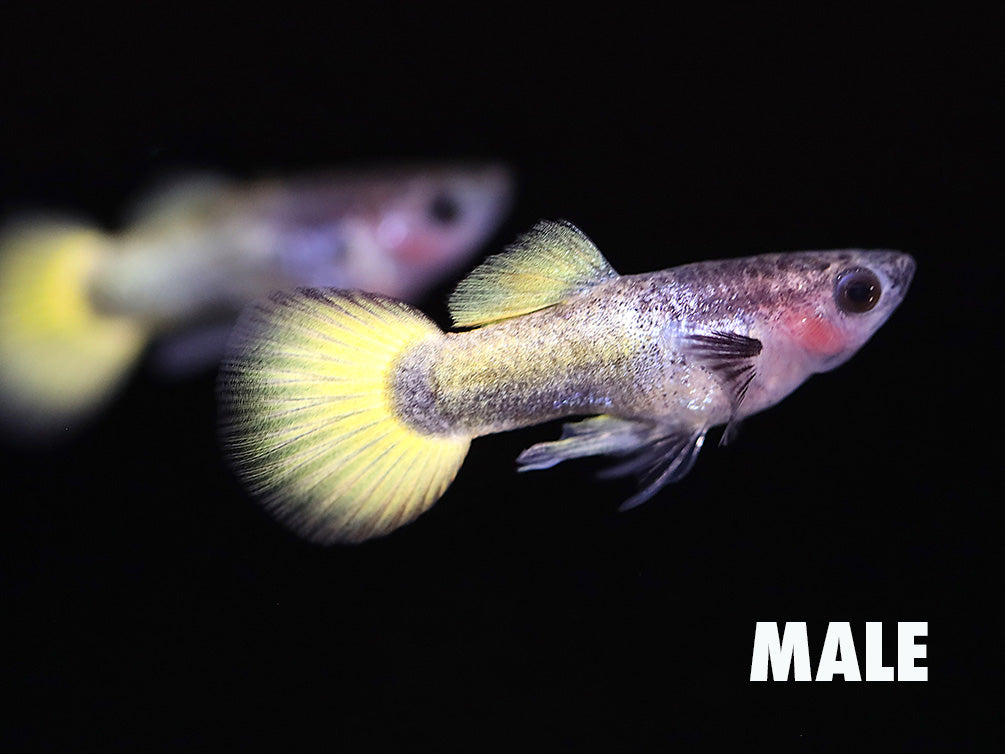 Yellow Short Body Glass Belly Guppy (Poecilia reticulata) – Tank Bred