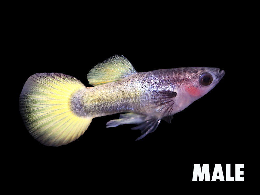 Yellow Short Body Glass Belly Guppy (Poecilia reticulata) – Tank Bred
