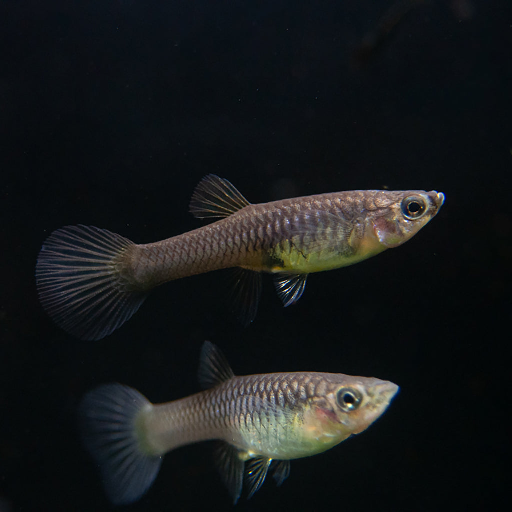 Yellow Tiger Endler's Livebearer (Poecilia wingei), Tank-Bred