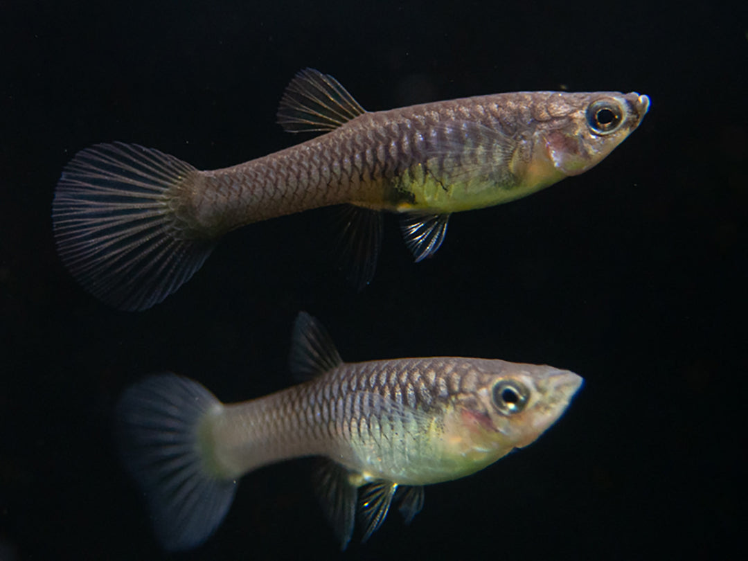 Yellow Tiger Endler's Livebearer (Poecilia wingei), Tank-Bred