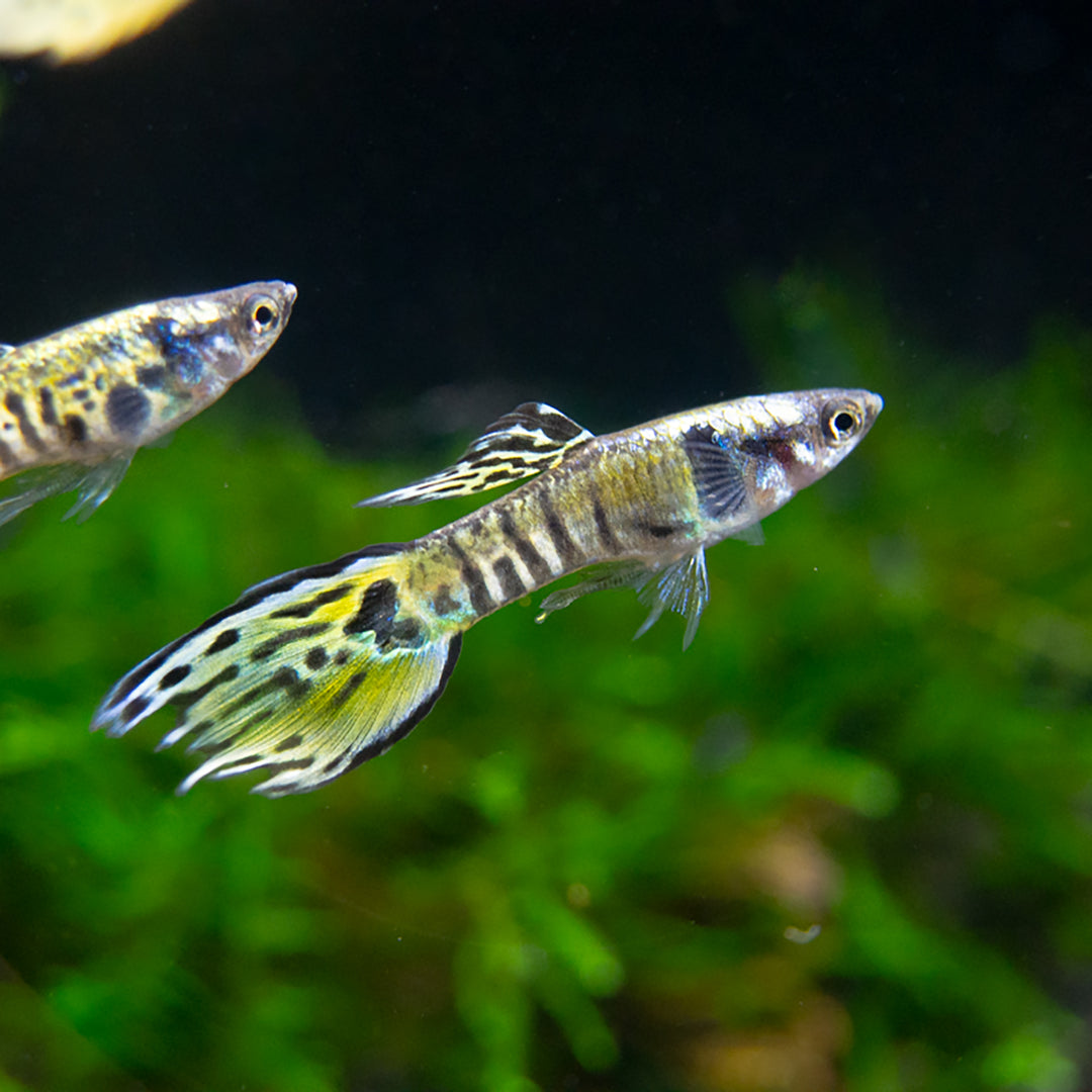 Yellow Tiger Endler's Livebearer (Poecilia wingei), Tank-Bred