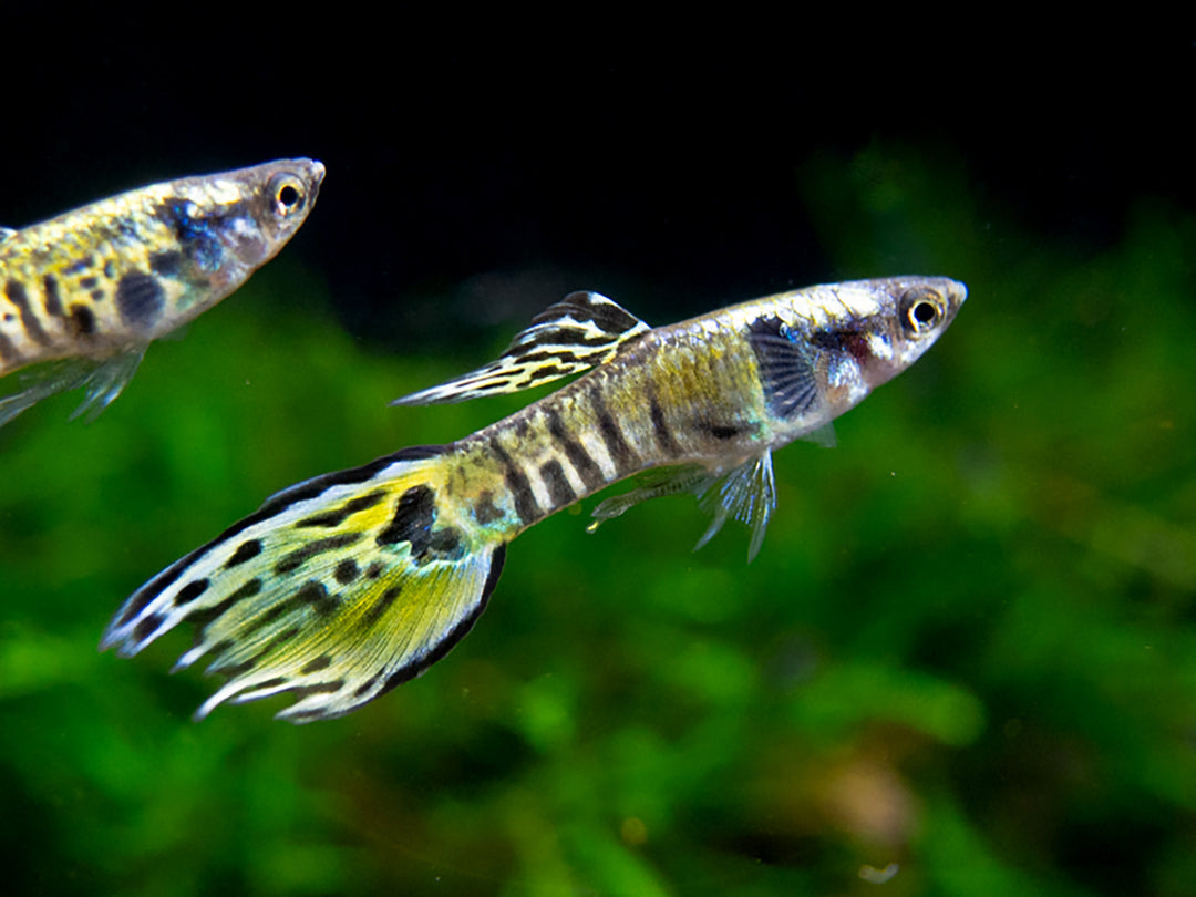 Yellow Tiger Endler's Livebearer (Poecilia wingei), Tank-Bred
