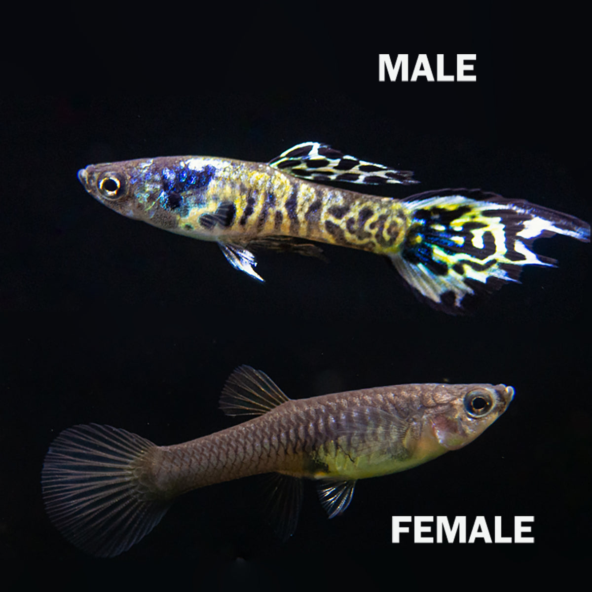 Yellow Tiger Endler (Poecilia wingei), Male and Female - Aquatic Arts