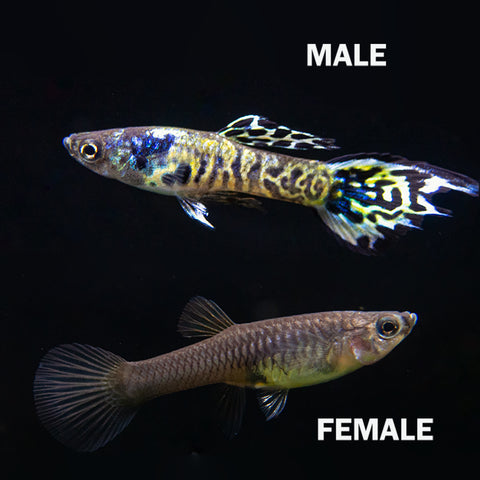 French Blue Star Endler’s Livebearer (Poecilia wingei) - Male, Tank-Bred