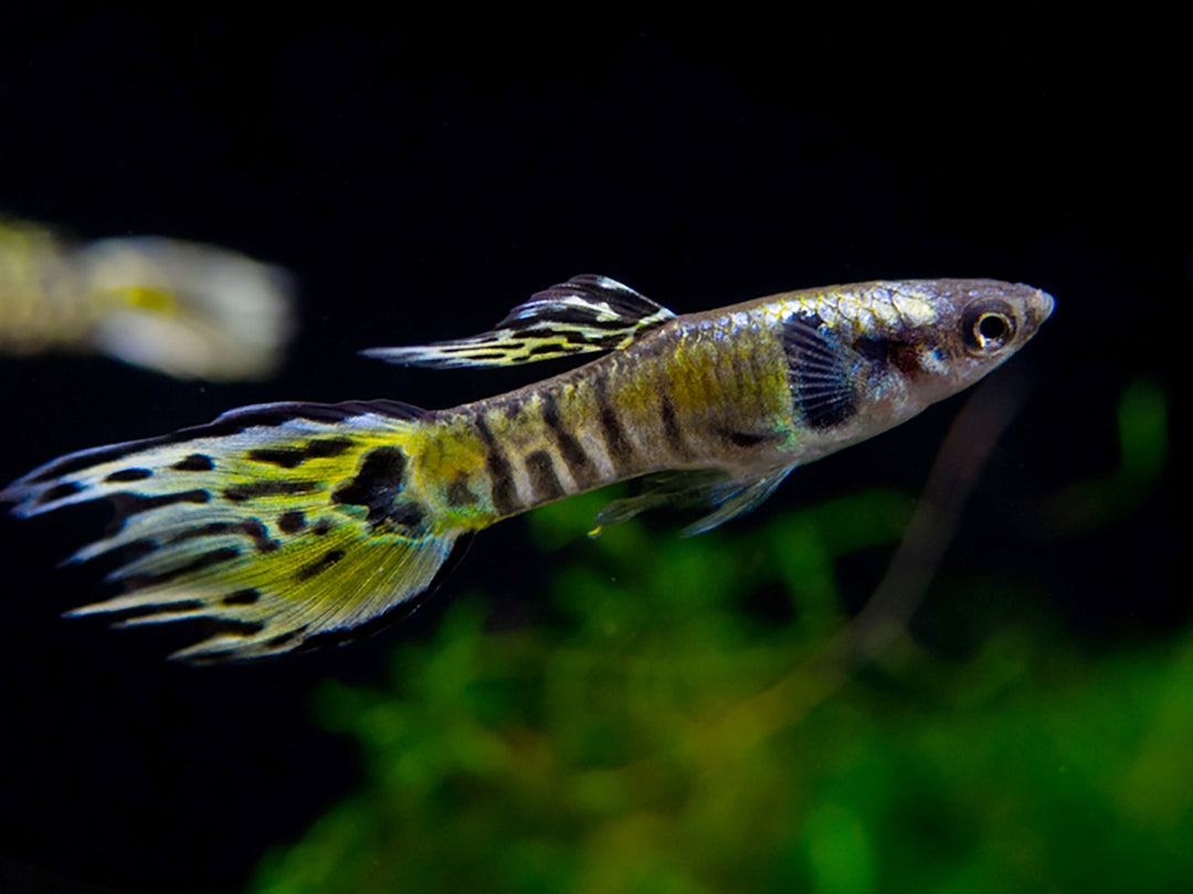 Yellow Tiger Endler's Livebearer (Poecilia wingei), Tank-Bred