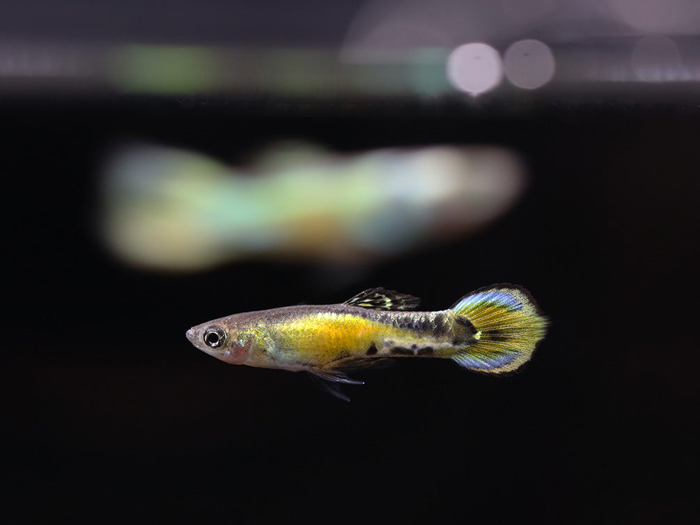 Yellow Tiger Endlers Guppy (Poecilia wingei) Tank Bred