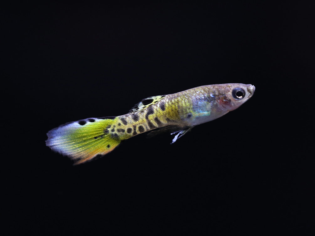 Yellow Tiger Endlers Guppy (Poecilia wingei) Tank Bred