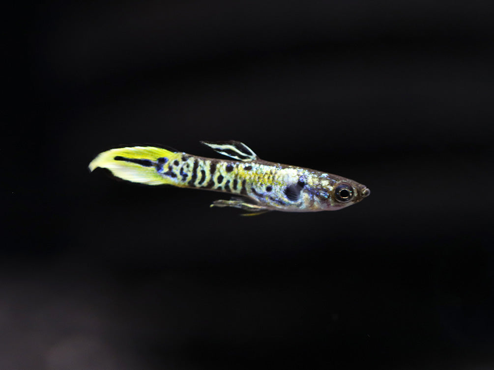 Yellow Tiger Endlers Guppy (Poecilia wingei) Tank Bred