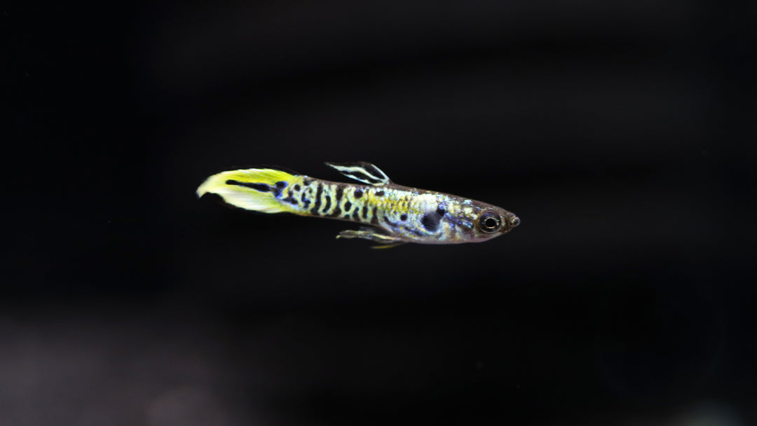 Yellow Tiger Endlers Guppy (Poecilia wingei) Tank Bred