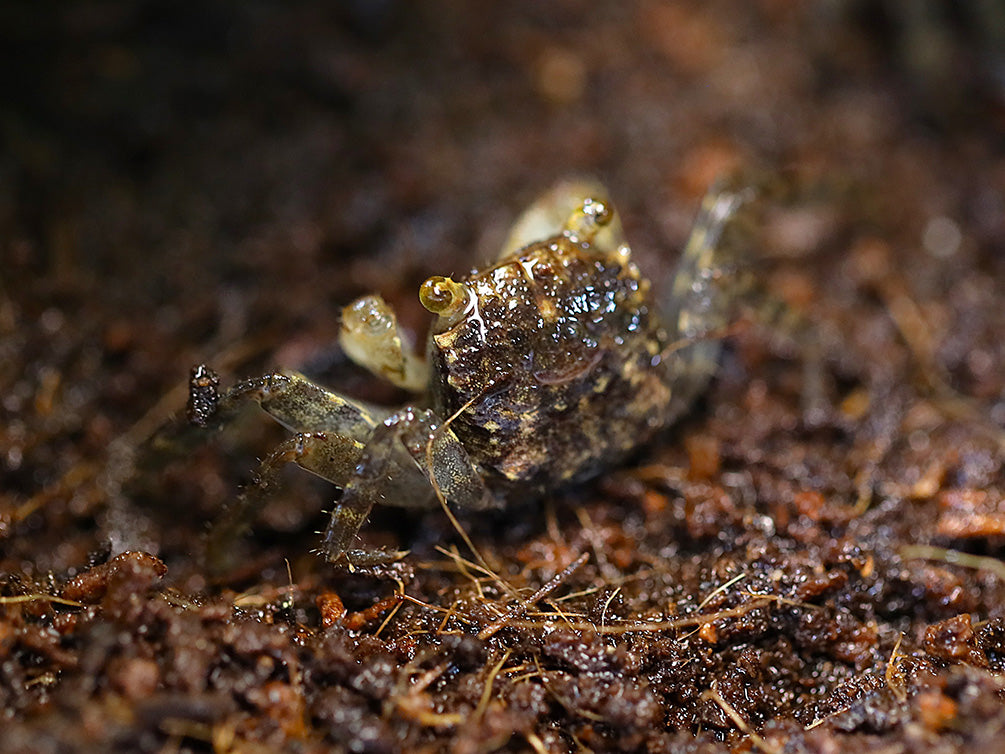 Immature Yellow Eye Vampire Crab exploring a tropical paludarium with developing white claws and vivid yellow eyes.