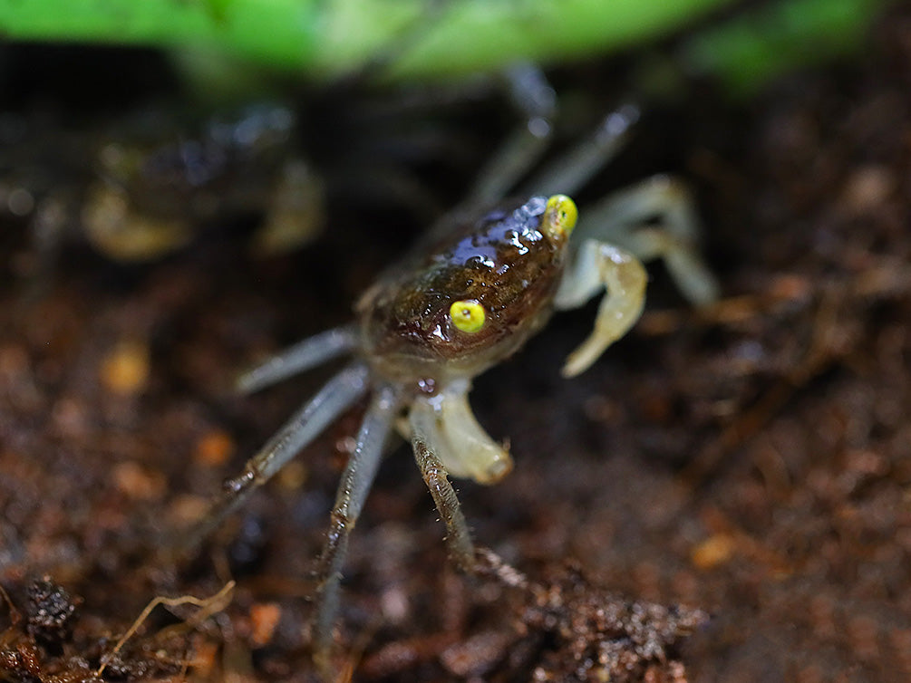 Yellow Eye Vampire Crab (Geosesarma sp. "Yellow Eye")