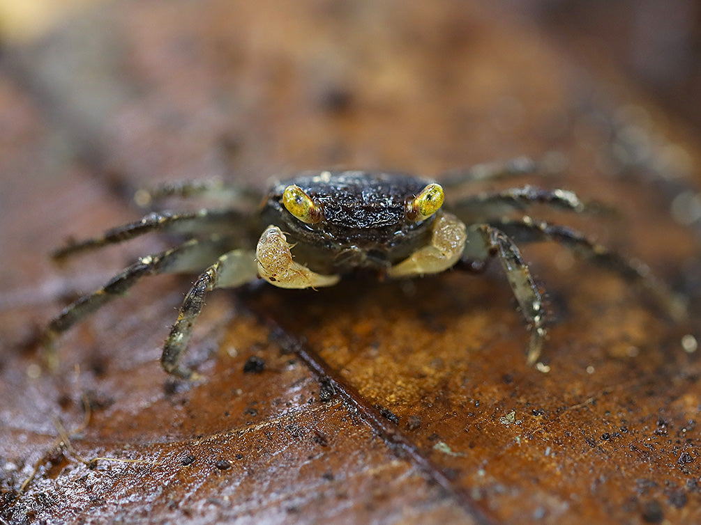 Yellow Eye Vampire Crab (Geosesarma sp. "Yellow Eye")