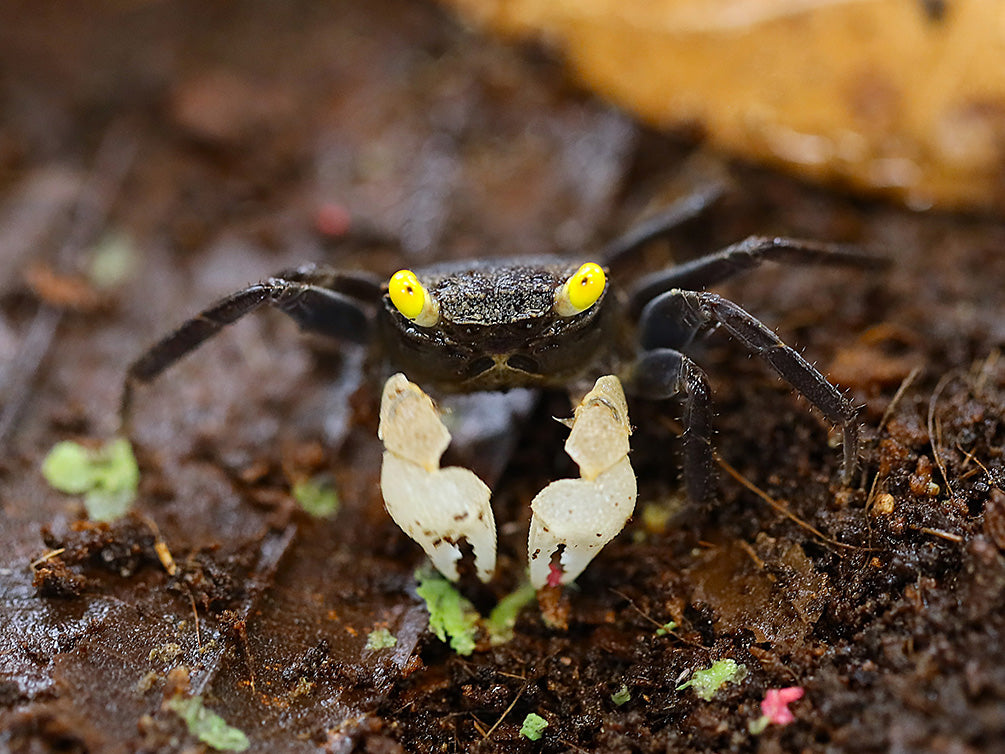 Yellow Eye Vampire Crab (Geosesarma sp. "Yellow Eye")