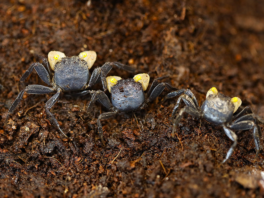 Group of adult male Yellow Eye Vampire Crabs (Geosesarma sp.) displaying brilliant yellow eyes and contrasting white claws inside a planted tropical paludarium.