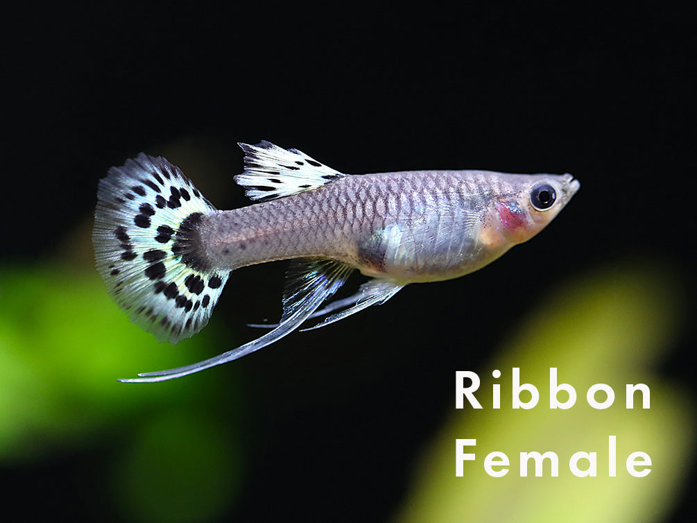 Yellow Leopard Guppy (Poecilia reticulata) – Tank Bred
