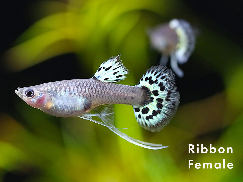Yellow Leopard Guppy (Poecilia reticulata) – Tank Bred