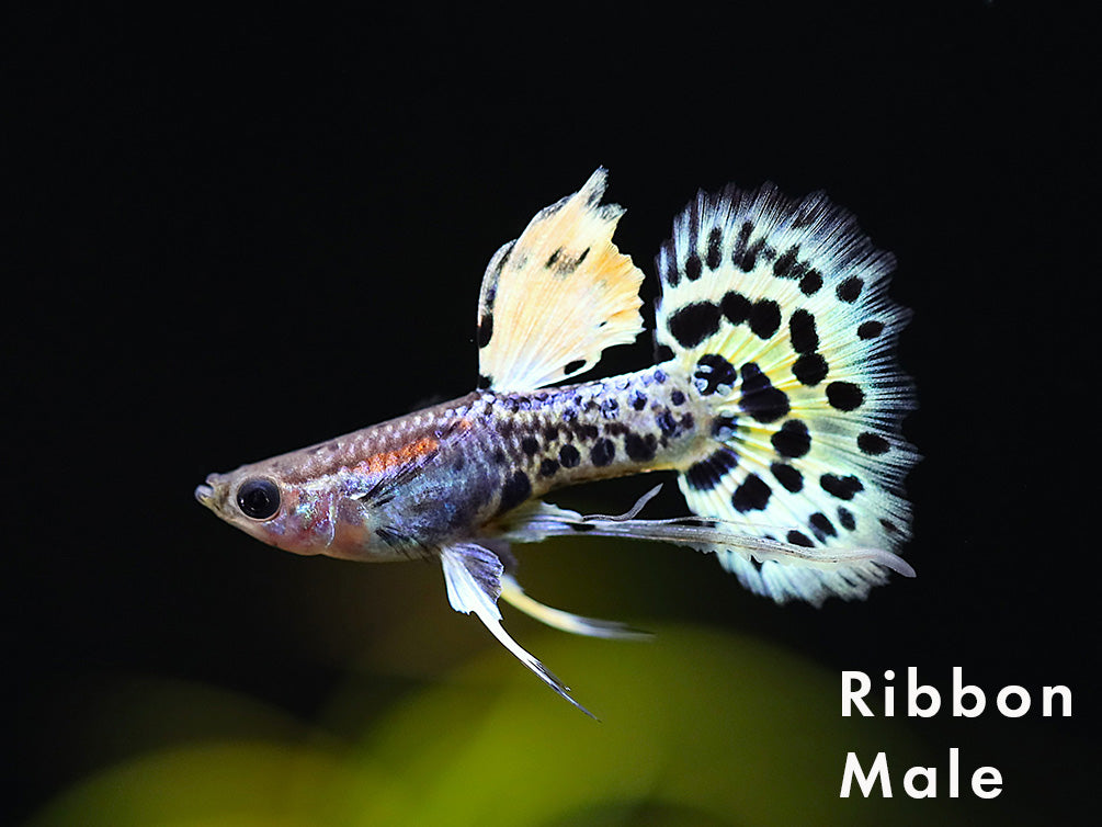 Yellow Leopard Guppy (Poecilia reticulata) – Tank Bred