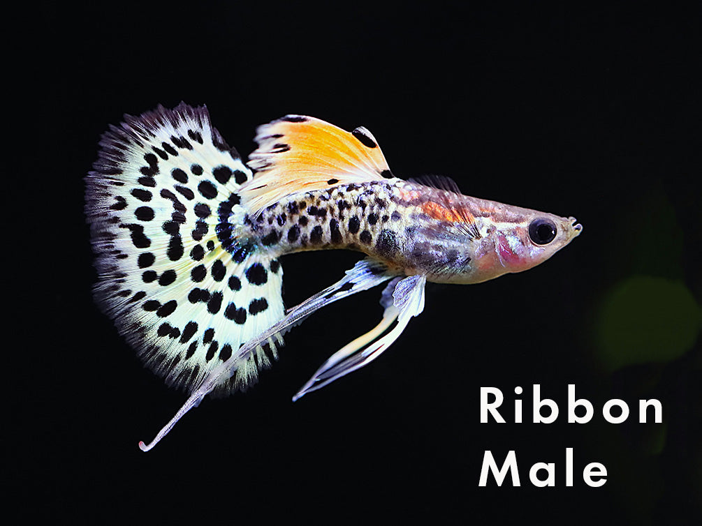 Yellow Leopard Guppy (Poecilia reticulata) – Tank Bred
