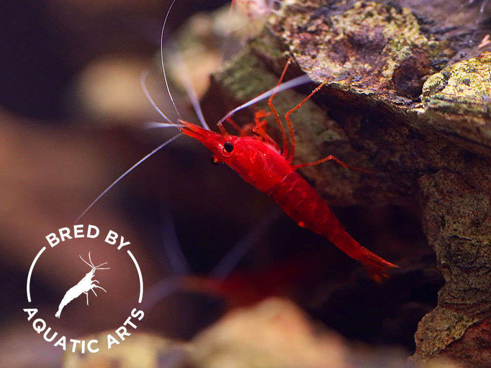 Yellow Nose Sulawesi Shrimp (Caridina sp.) – Bred by Aquatic Arts