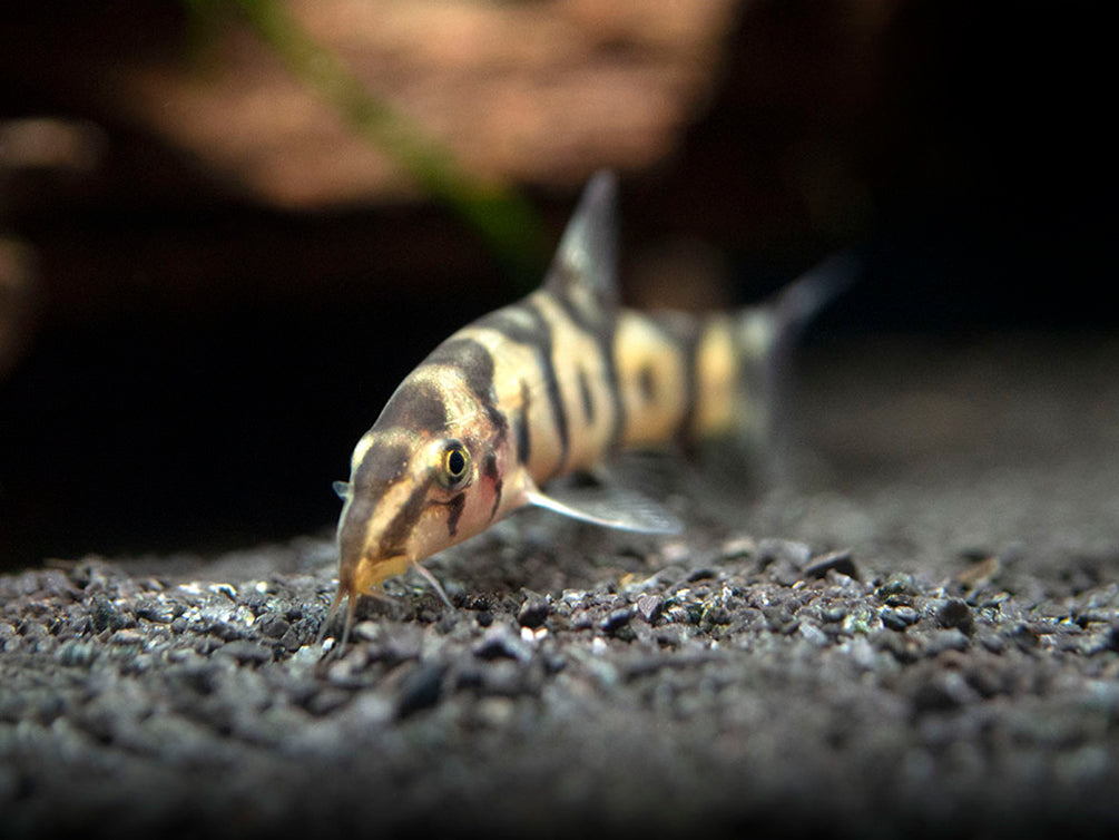 Yo Yo Loach Botia Almorhae Aquatic Arts On Sale Today For 15 99 Yo yo loach botia almorhae aquatic arts on sale today for 15 99