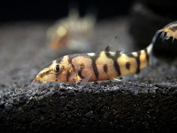 Yo-Yo Loach for sale