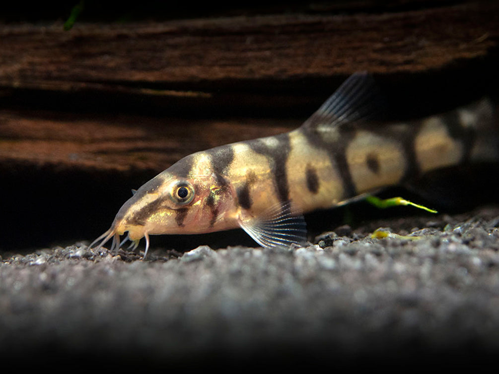Yo Yo Loach Botia Almorhae Aquatic Arts On Sale Today For 15 99 Yo yo loach botia almorhae aquatic arts on sale today for 15 99