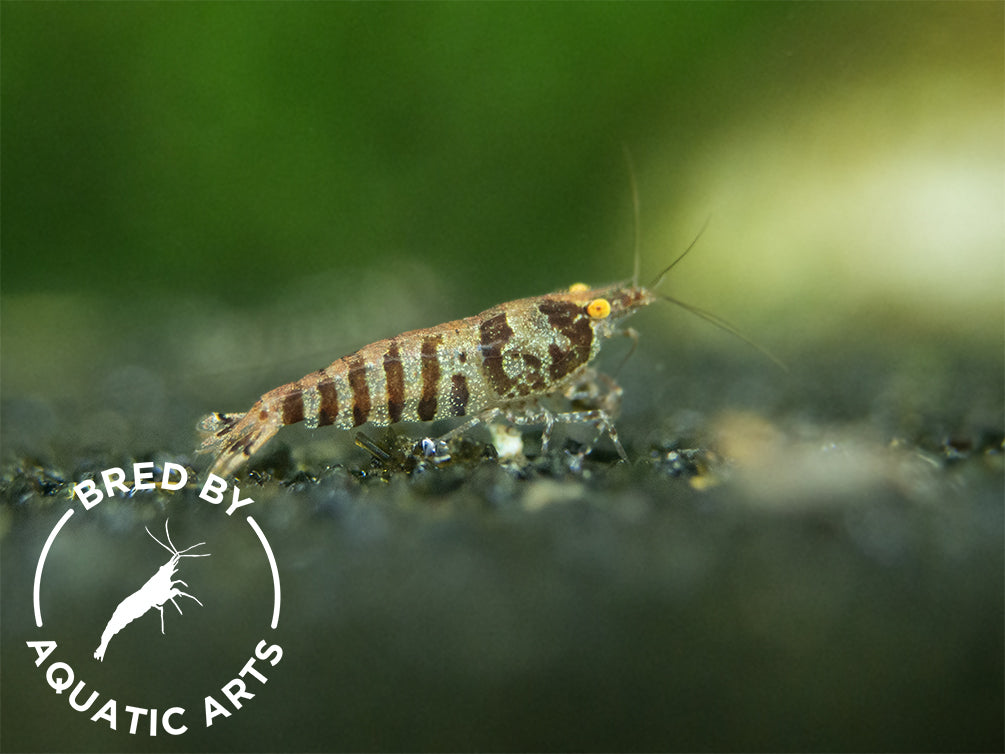 Bred By Aquatic Arts Planted Caridina Shrimp Combo Box (Caridina spp.)