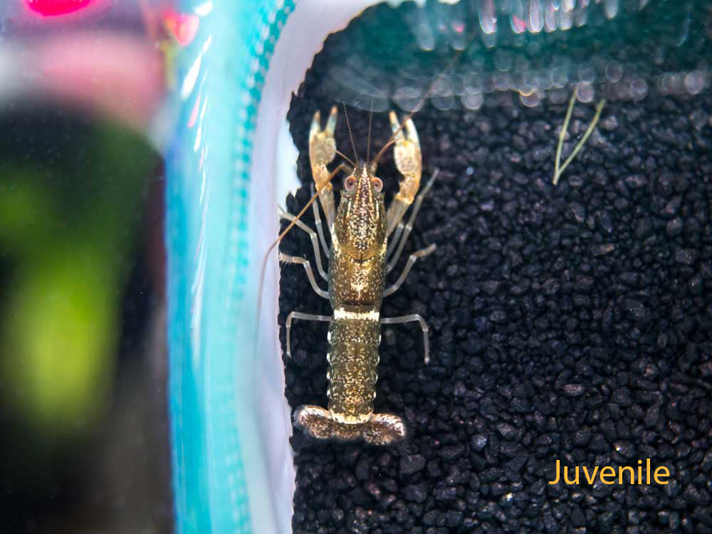 Zebra Crayfish (Cherax peknyi)