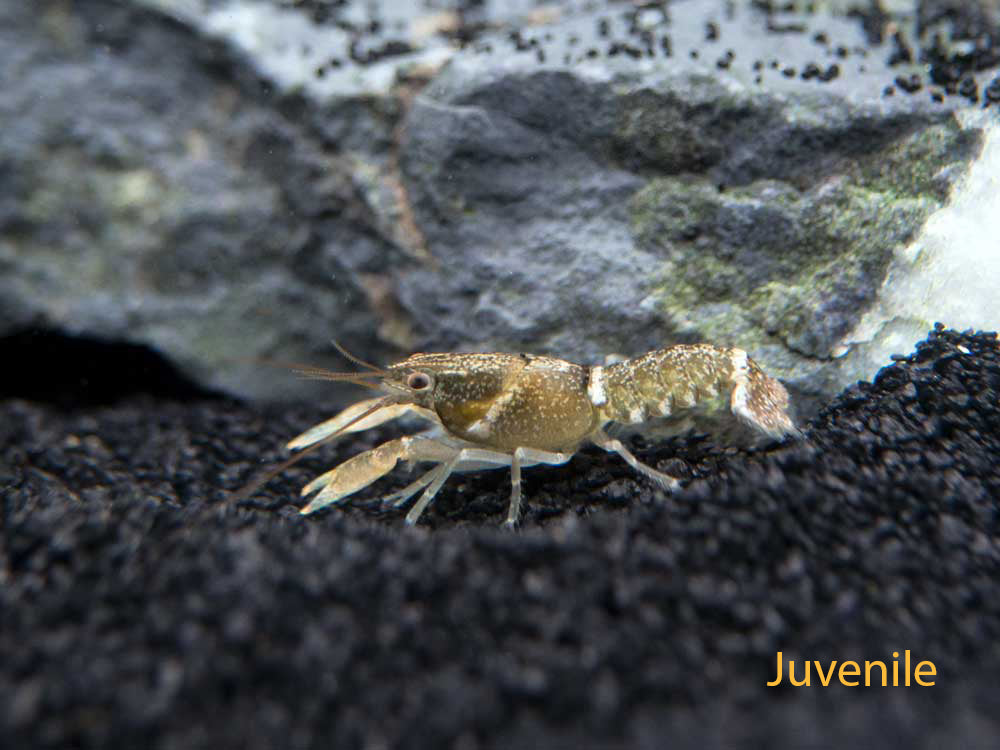 Zebra Crayfish (Cherax peknyi)