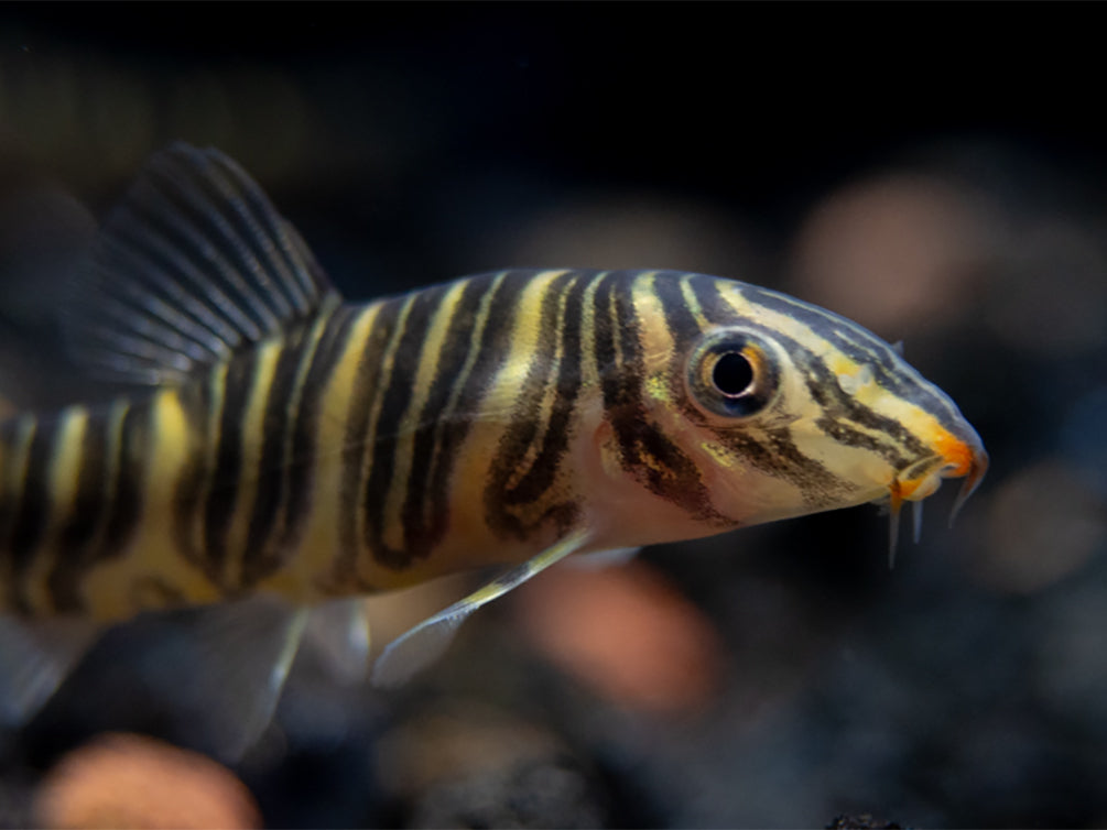 Zebra Loach