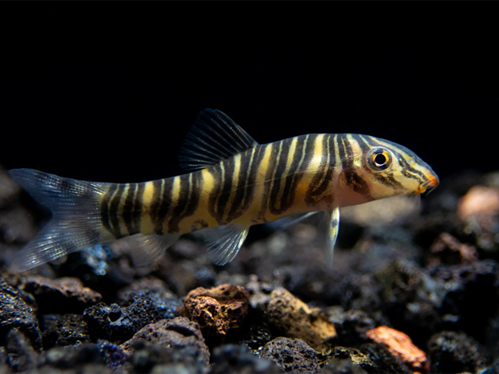 Zebra loach (Botia striata)