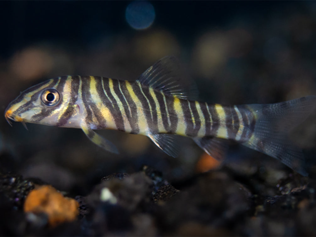 Zebra loach (Botia striata)