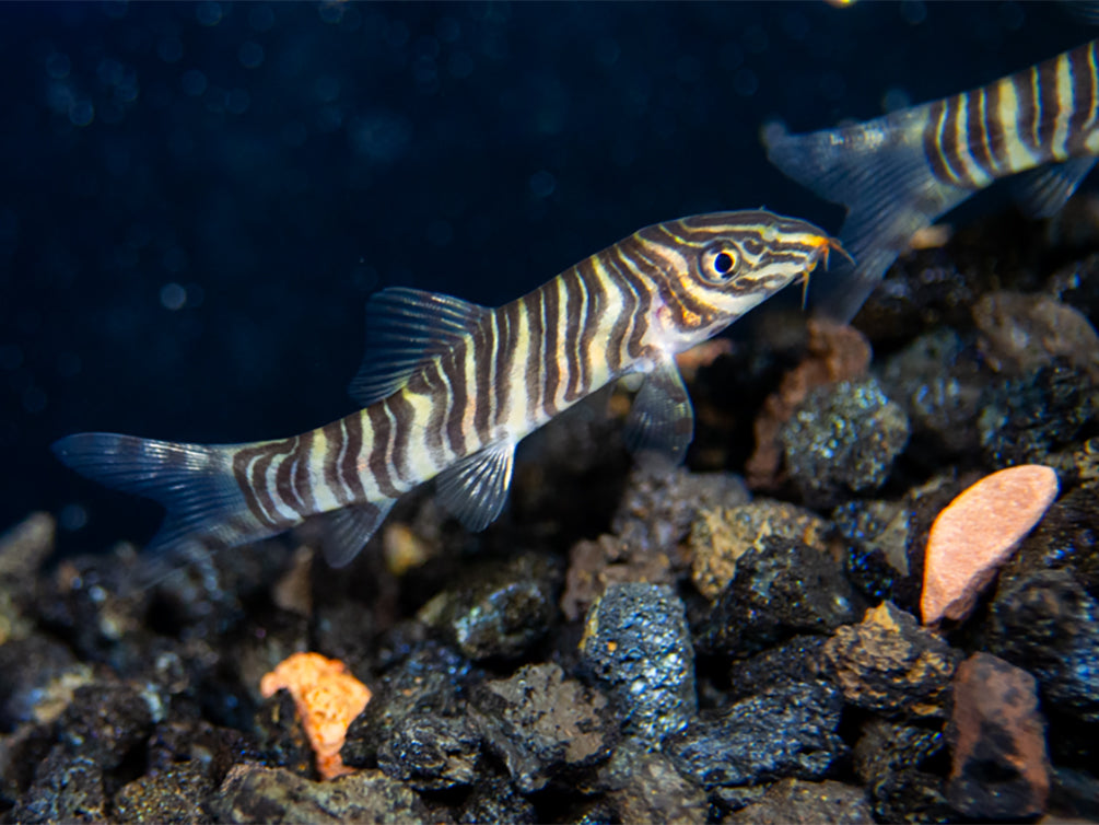 Zebra loach (Botia striata)